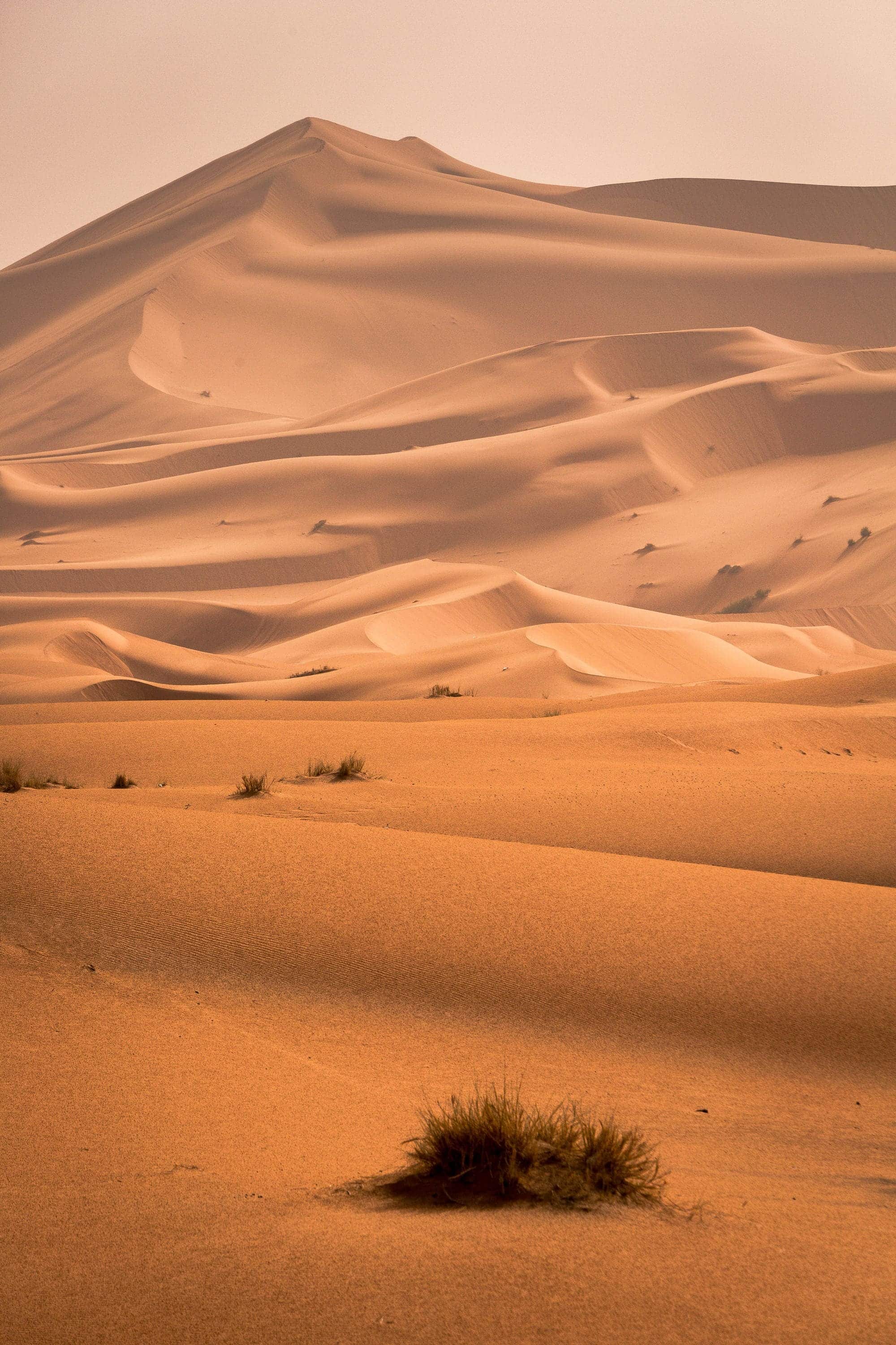 Rolling golden sand dunes under soft daylight, with wind-shaped ridges.