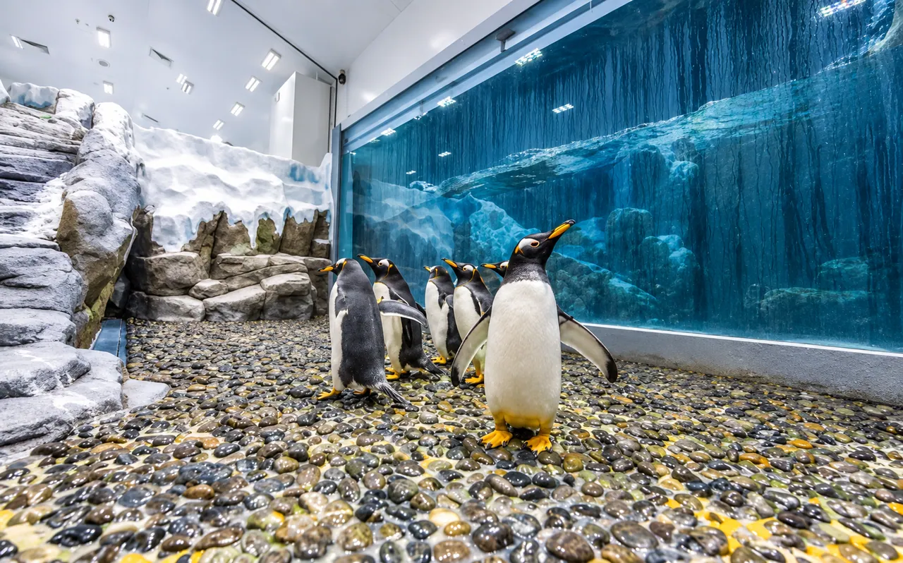 Dubai Aquarium and Underwater Zoo — Dubai, photo 3