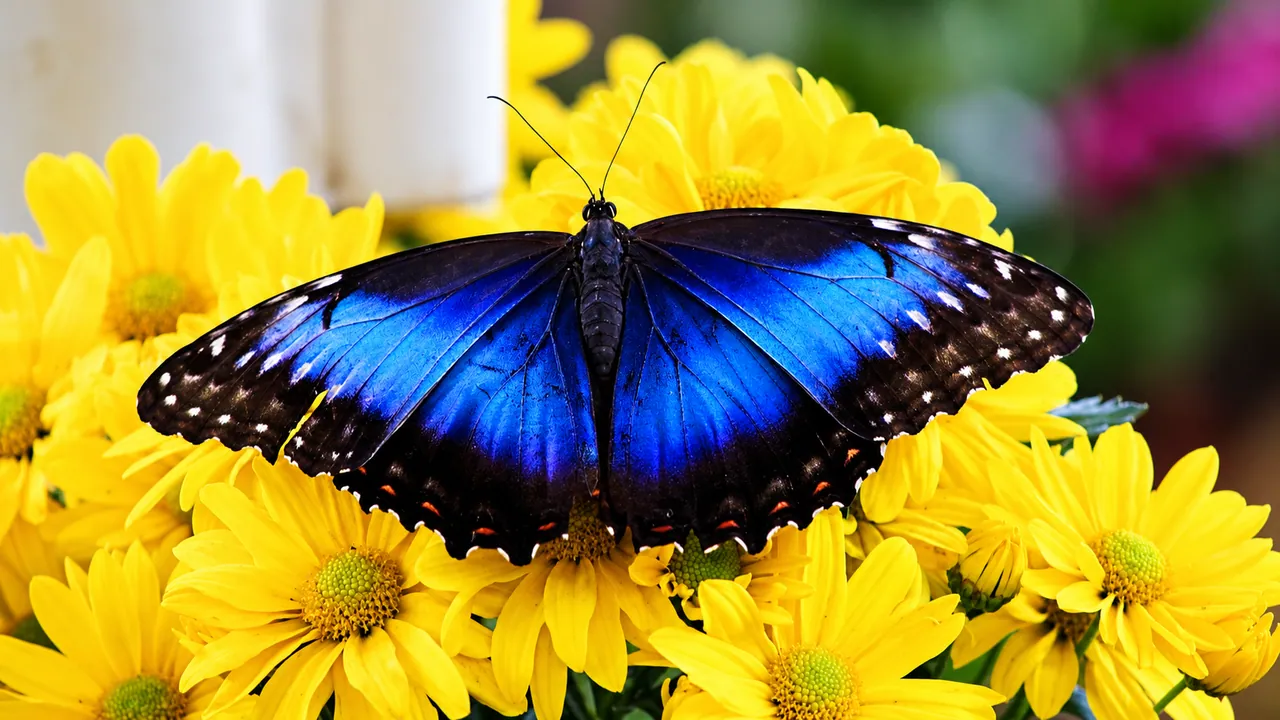 Dubai Butterfly Garden — Dubai, photo 2