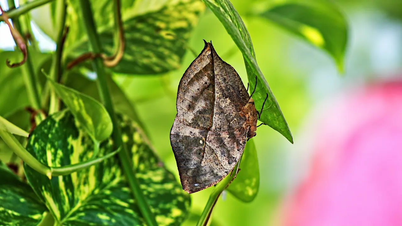 Dubai Butterfly Garden — Dubai, photo 4